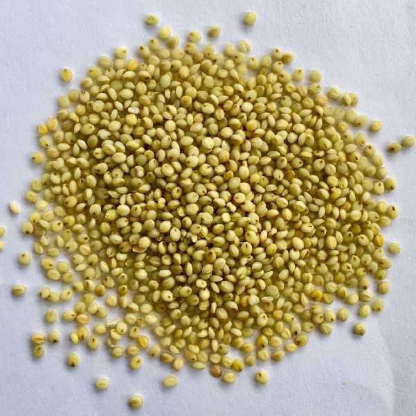 Browntop Millet33