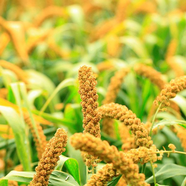 Foxtail Millet (1)