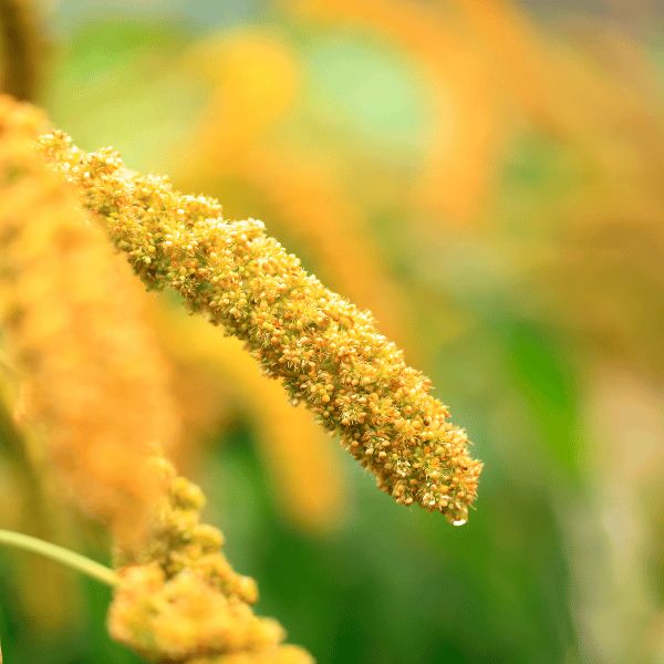 Foxtail Millet (3)