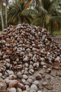 Coconut Husk