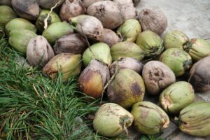 coconut dump